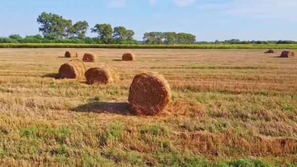 Altın yeşili mısır tarlaları üzerinde uçan hava güzel günbatımının önünde hasat için hazır. — Stok video