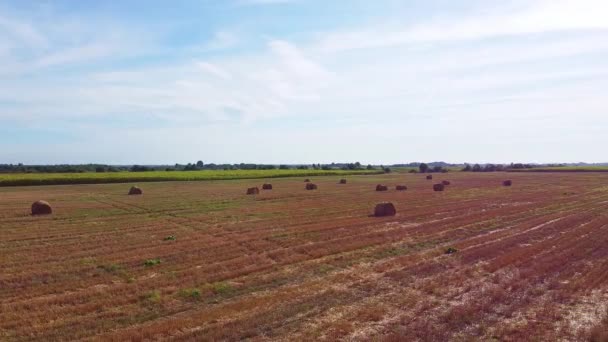 Altın yeşili mısır tarlaları üzerinde uçan hava güzel günbatımının önünde hasat için hazır. — Stok video