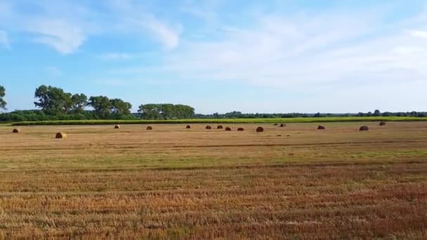 Altın yeşili mısır tarlaları üzerinde uçan hava güzel günbatımının önünde hasat için hazır. — Stok video