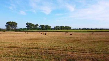 Altın yeşili mısır tarlaları üzerinde uçan hava güzel günbatımının önünde hasat için hazır.
