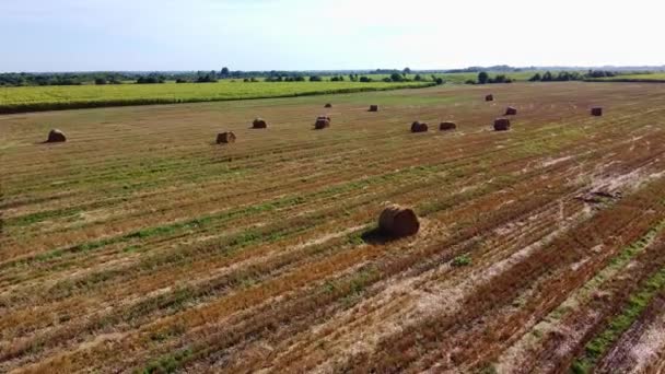 Повітря, що літає над золотою зеленою кукурудзою Поле для збирання врожаю перед красивим заходом сонця — стокове відео