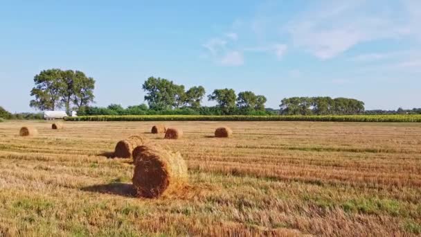 Vzdušné létání nad zlatozelenou kukuřicí Sheaves pole připravené pro sklizeň před krásným západem slunce — Stock video