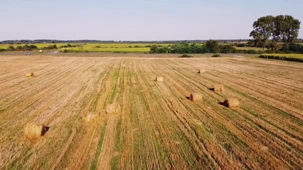 Aerial flyver over gyldne grønne majs Sheaves felt klar til høst foran smukke solnedgang – Stock-video