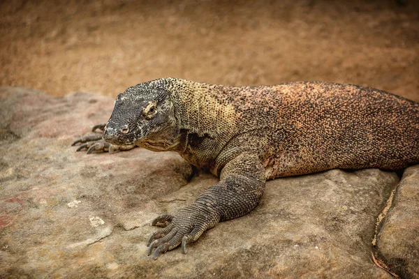 Colorful Australian  Eastern Water Dragon