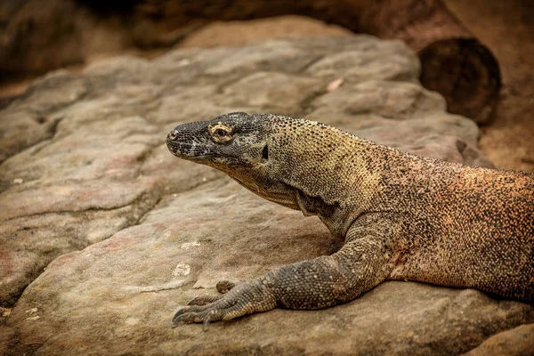 Colorful Australian  Eastern Water Dragon