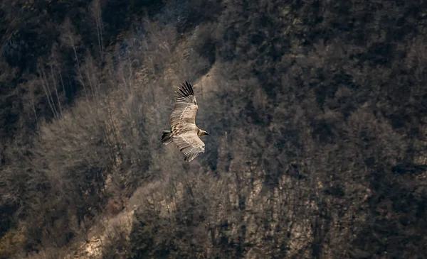 Large bird Griffon vulture flying above canyon Uvac, Serbia