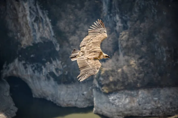 Large bird Griffon vulture flying above canyon Uvac, Serbia