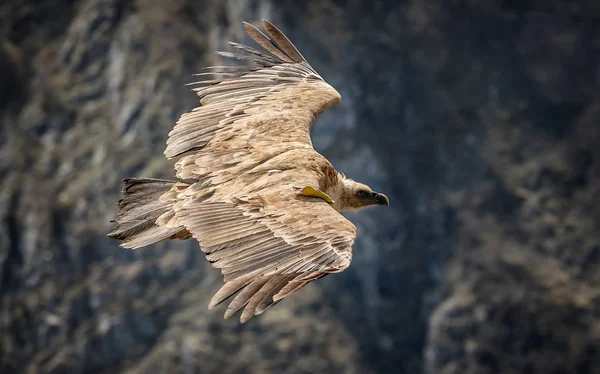 Large bird Griffon vulture flying above canyon Uvac, Serbia