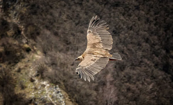 Large bird Griffon vulture flying above canyon Uvac, Serbia