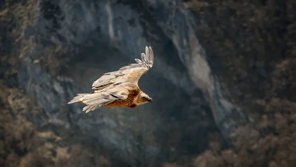 Large bird Griffon vulture flying above canyon Uvac, Serbia