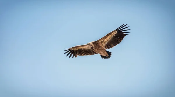 Large bird Griffon vulture flying high in the sky