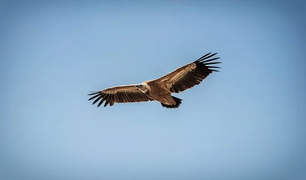 Large bird Griffon vulture flying high in the sky