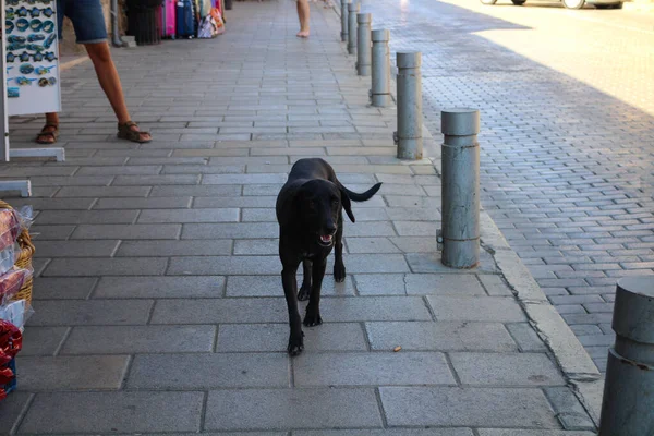 Gestire Cane Nero Randagio Sul Marciapiede Della Strada Famagosta Cipro — Foto Stock