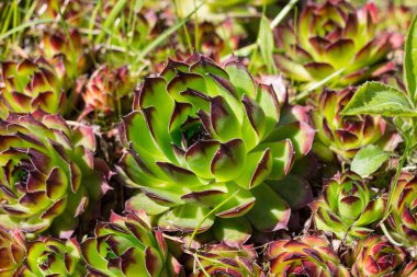 Molodilo (lat. Sempervum) bahçeye yakın çekim. Leningrad Bölgesi. Rusya.