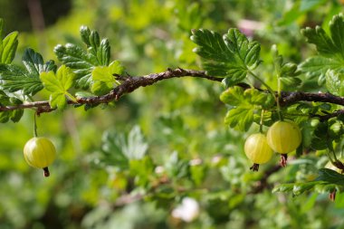 Böğürtlen, yeşil arka planda yaprakları olan bir dalda..