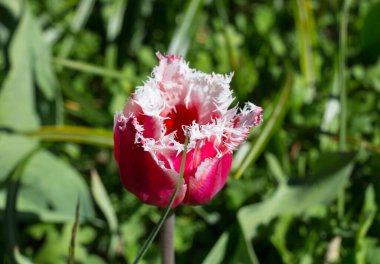 Kırmızı ve beyaz püsküllü lale (Latin Tlipa). Leningrad Bölgesi. Rusya.