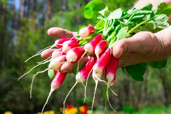 A bunch of fresh red and white radishes (lat. Raphanus sativus) on male palms against a background of flowers and trees.