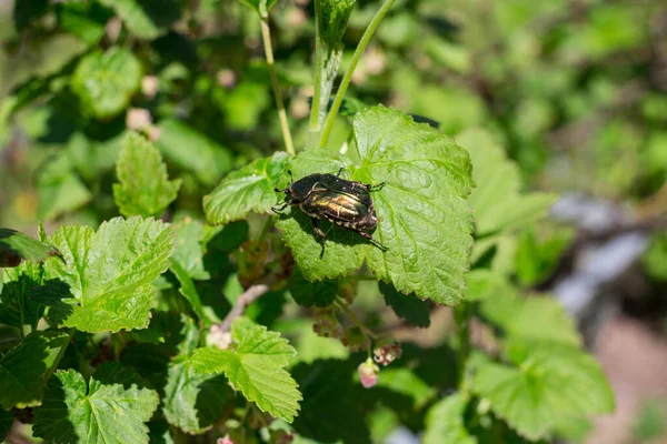A large green beetle with furry legs sits on a currant leaf.