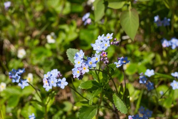 Vergeet Mij Nietjes Lat Myostis Zijn Blauw Van Kleur Groeien — Stockfoto