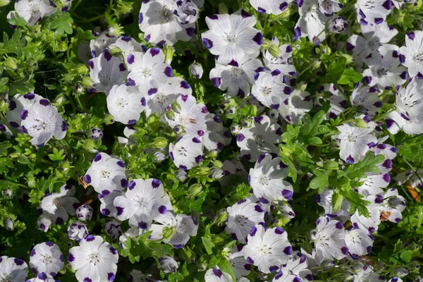 Bloemen Knoppen Van Nemophila Maculata Witte Bloemen Met Paarse Spikkels — Stockfoto