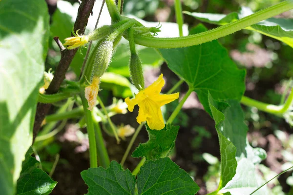 Pepinos Crescendo Jardim Lat Cucumis Muito Pequeno Imaturo Com Flores — Fotografia de Stock