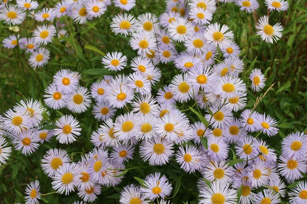 Bir sürü leylak astarı Erigeron 'un (Latin Erigeron) keskin ince yapraklı ve papatyaya çok benzeyen üst görüntüsü..