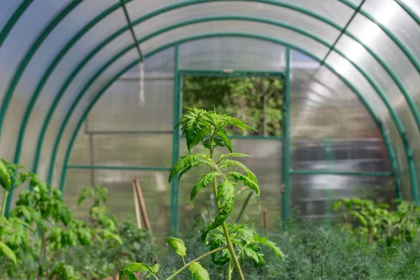Domates filizleri (solnum lycoprsicum), bir seraya ekilmiştir..