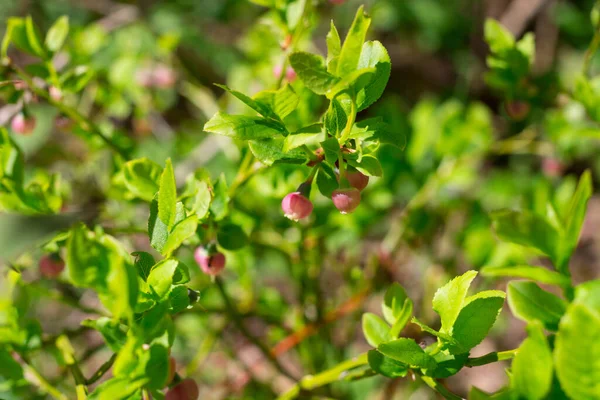 Różowe Kwiaty Jagody Lat Myrtillus Tle Zielonych Liści — Zdjęcie stockowe