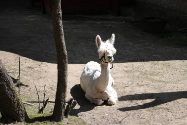 Küçük beyaz bir deve gri zeminde uzanmış, bacakları çaprazlanmış, gözlerini kapatmış. Lahti. Finlandiya.