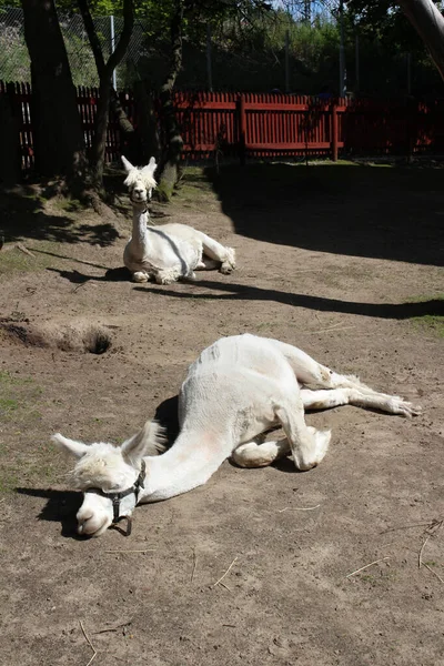 Två Vita Kameler Med Långa Fluffiga Fransar Vilar Den Grå — Stockfoto