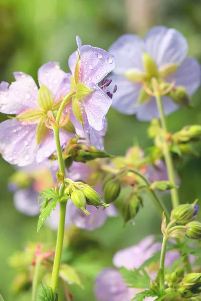 Květy Fialové Geranium Předstírání Louka Cranesbill — Stock fotografie