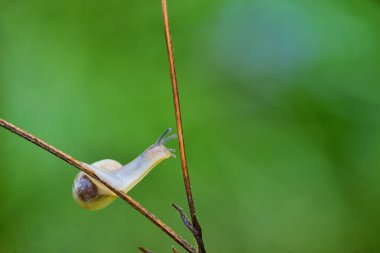 Küçük salyangoz closeup