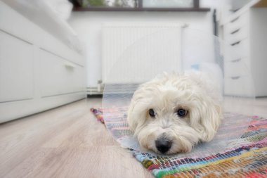 Plastik Elizabeth (buster) yaka ile üzgün Malta köpeği