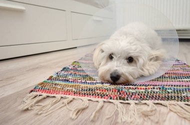 Plastik Elizabeth (buster) yaka ile üzgün Malta köpeği