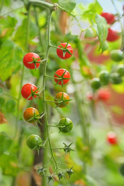 Branch Red Ripe Green Unripe Tomatoes — Stock Photo, Image