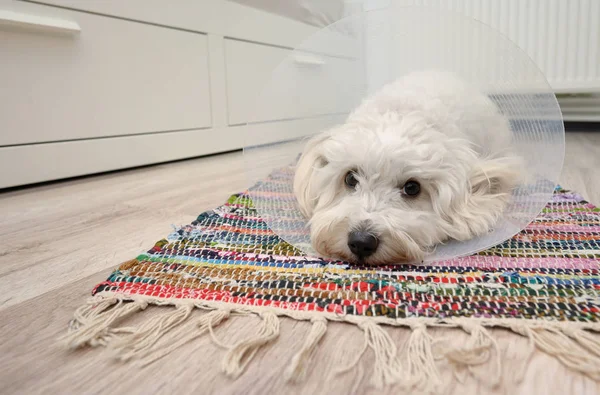 Plastik Elizabeth (buster) yaka ile üzgün Malta köpeği