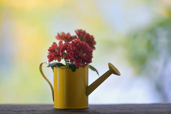 Red Chrysanthemums Small Watering Can — Stock Photo, Image