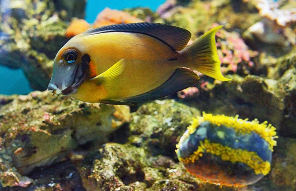 Naso Tang Fish Naso Lituratus Aquarium — Stock Photo, Image