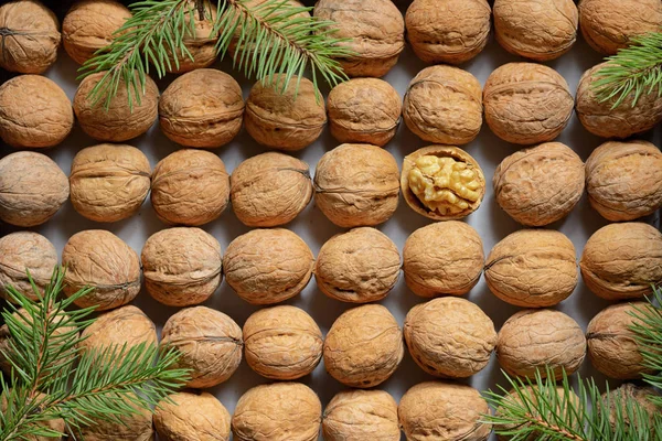 One Opened Walnut Rows Walnuts Background — Stock Photo, Image