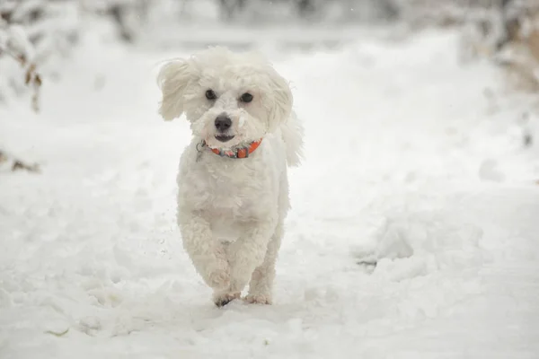 Perro Maltés Corriendo Nieve Parque Invierno —  Fotos de Stock