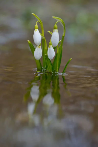 숲에서 시간에서 Snowdrops — 스톡 사진