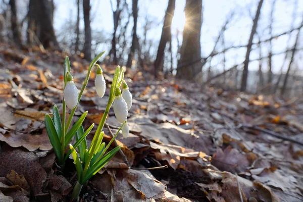 Primeira Primavera Flores Gotas Neve Floresta Luz Solar — Fotografia de Stock