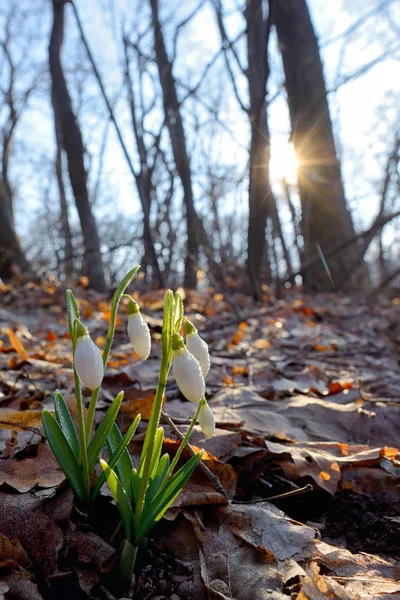 Primeira Primavera Flores Gotas Neve Floresta Luz Solar — Fotografia de Stock