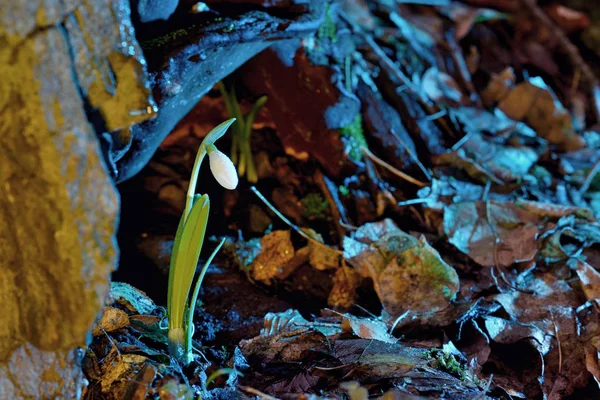 Första Våren Blommor Snödroppar Skogen Solljus — Stockfoto