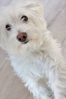 Beyaz puppy Malta köpeği 