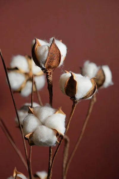 Cotton branches in vase — Stock Photo, Image