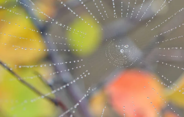 Spiderweb och dagg droppar i skogen — Stockfoto