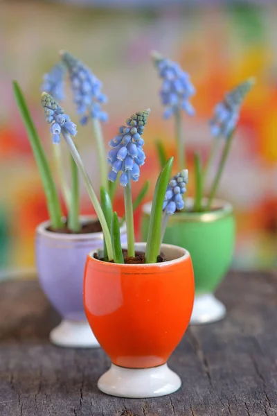 Muscari armeniacum flowers — Stock Photo, Image