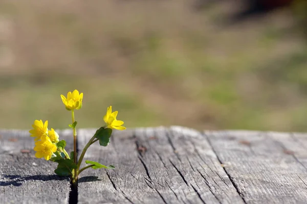 Flores amarelas em fundo de madeira — Fotografia de Stock