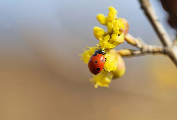 瓢虫对春天的花朵 — 图库照片